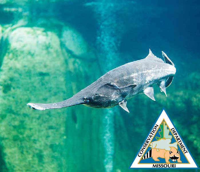 Paddlefish Season Begins March 15, 2024 Ozark Radio News