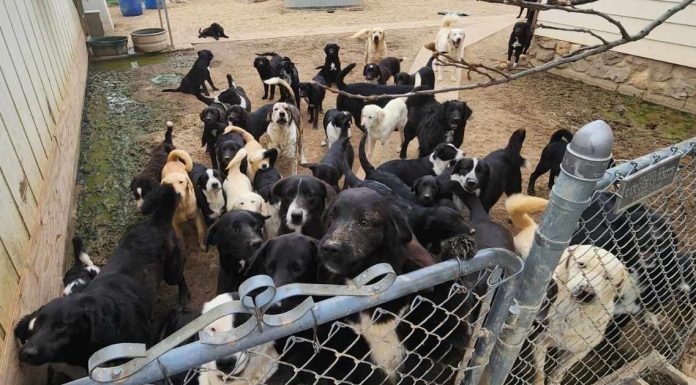 Animal Rescue Shelter Needing Help For 60 Dogs