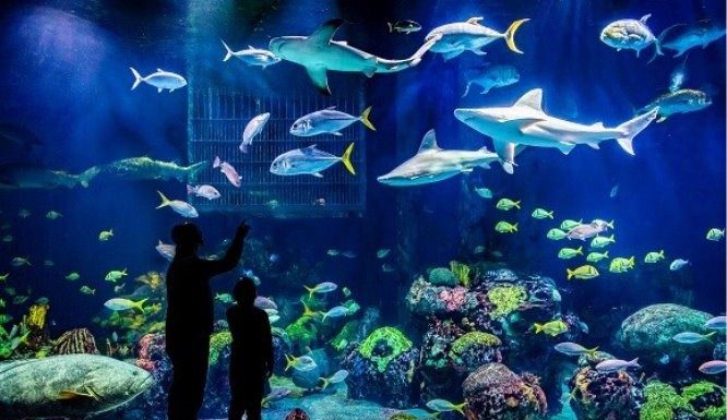 Springfield’s Wonders of Wildlife Aquarium Voted “America’s Best Aquarium” for 6th Year