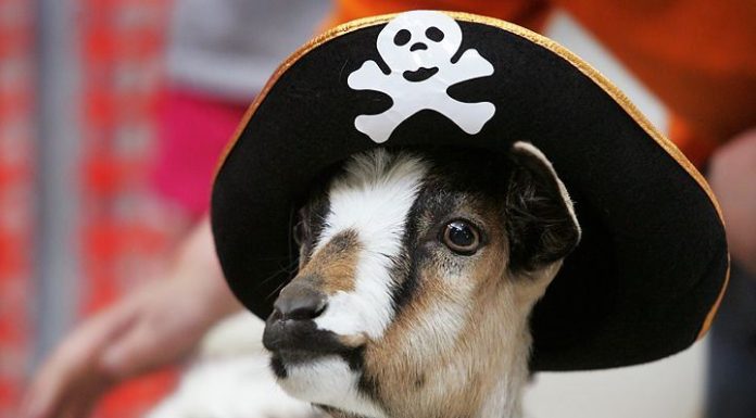 Cedarhurst Holding A Goat Gala And Fashion Show