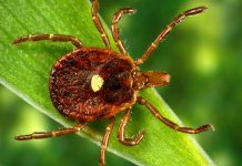 Missouri Healthcare Law Expands Doula Services, Tracks Tick-Borne Illness