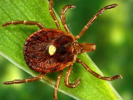 Missouri Healthcare Law Expands Doula Services, Tracks Tick-Borne Illness