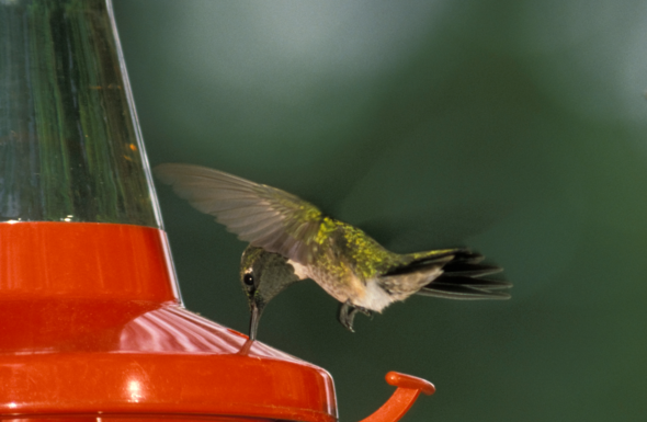 Learn All About Hummingbirds September 27th