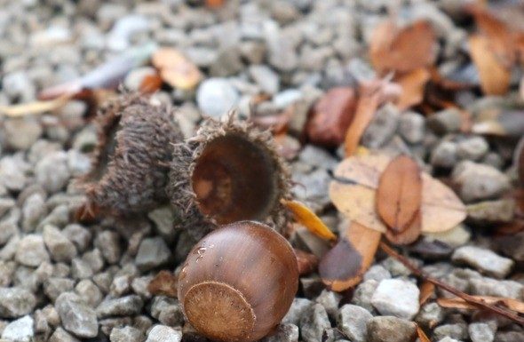 MDC Buying Tree Seeds; West Plains Listed as Drop-Off Location