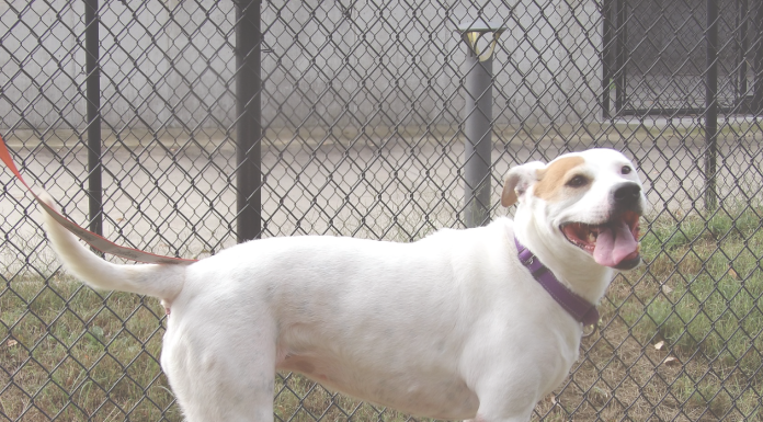 Here It Is Again! Catch Adorable Adoptables In This Week’s Pet Wrap Up