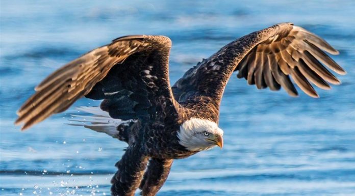 Discover Nature with MDC through Eagle Days