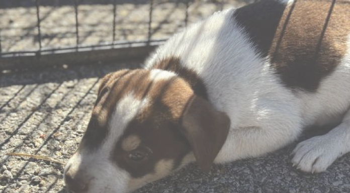 This Week’s Featured Pet Of The Day Wrap-Up – Its On Time and Its Full Of Puppies!