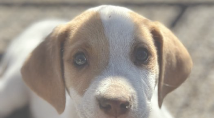 Featured Pet Of The Day Wrap Up That Is Late – Sorry!
