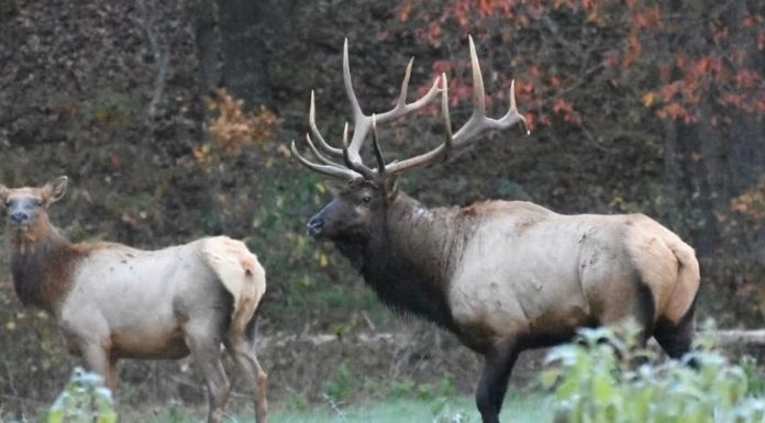 MDC asks those in the outdoors to report sightings of key species