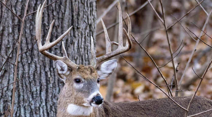 MDC reports 68,312 deer harvested during firearms opening weekend