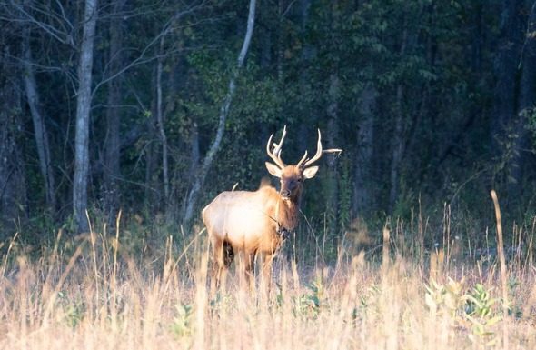 Discover Missouri’s giant mammals with MDC virtually on Dec. 17