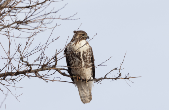Learn about hawks at Feb. 14 MDC virtual program