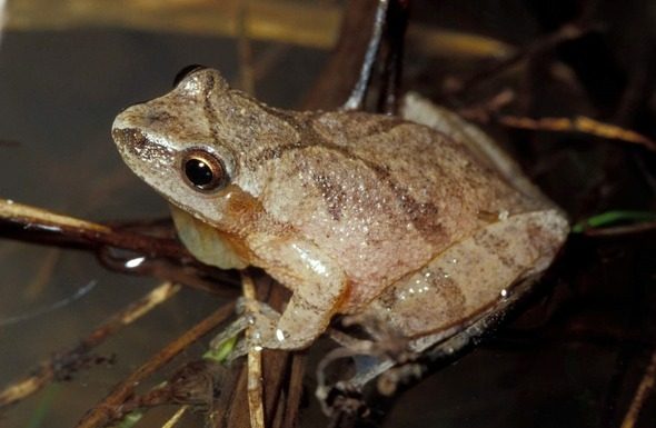 Learn about spring peepers and other frogs at Feb. 7 MDC virtual program