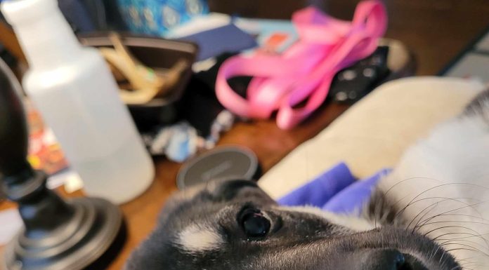 Featured Pet of the Day – “Kona”