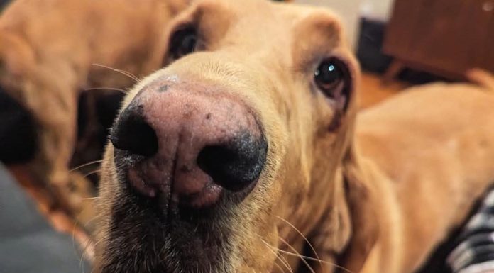 Featured Pet of the Day – “Dale” – Special Edition