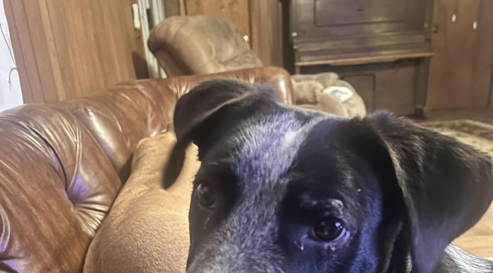 Featured Pet of the Day – “Blue”