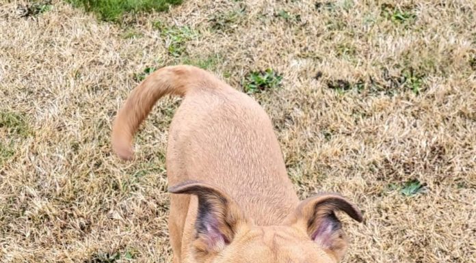 Featured Pet of the Day – “Rex”