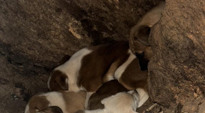 Local Rescue Saves 12 Puppies Out Of Hollowed Tree Trunk, Bringing Intake Count To 45 Since Sunday
