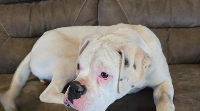 Featured Pet of the Day – “Charlotte”