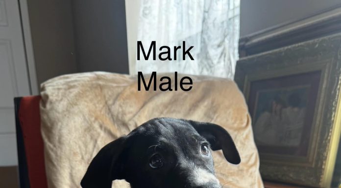 Featured Pet of the Day – “Mark”