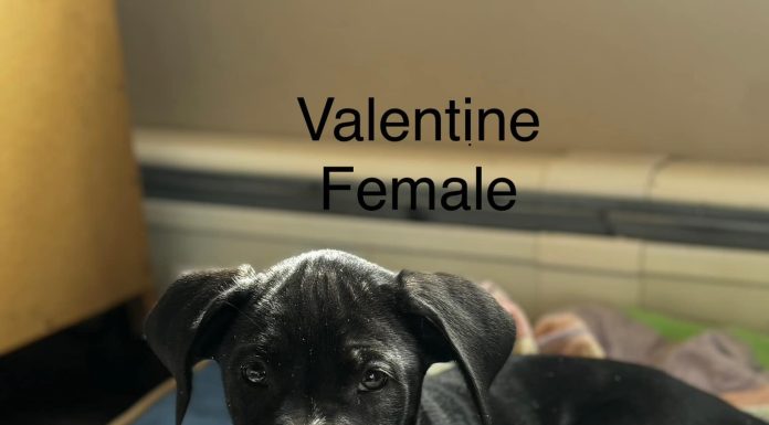 Featured Pet of the Day – “Valentine”