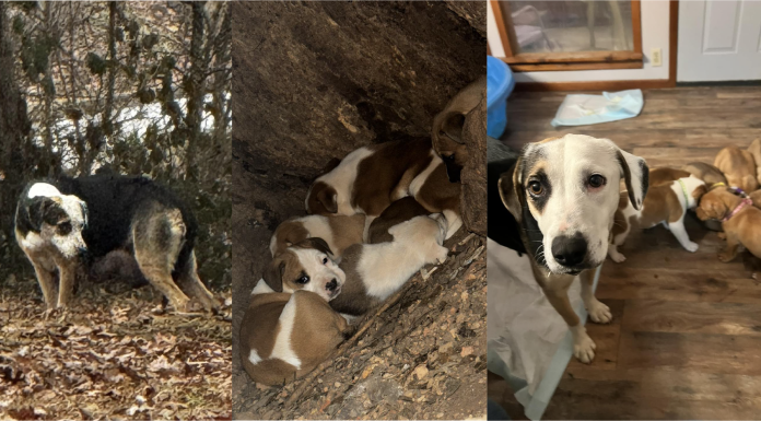 Dose Of Goodness: Hope in a Hollow Tree: Aida’s and Her Puppies’ Rescue and Redemption