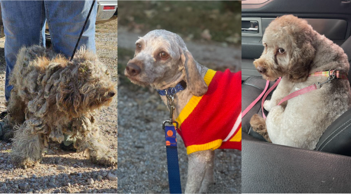Dose of Goodness: Watch The Transformation of Samuel – The Story Of A Dog Rescued After 8 Months On The Streets