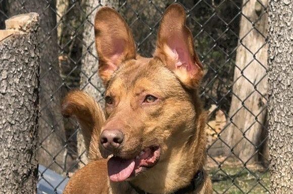 Featured Pet of the Day – ‘Squirt’