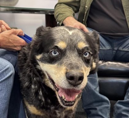 Featured Pet of the Day – ‘Rascal’