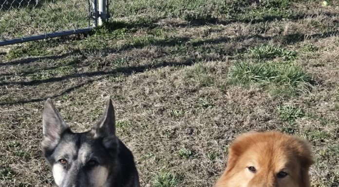 Featured Pet of the Day – ‘Precious & Copper’