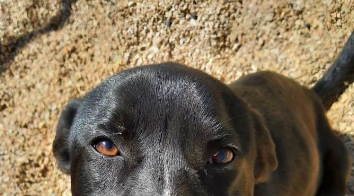 Featured Pet of the Day – ‘Duke’
