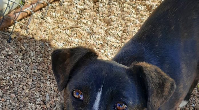 Featured Pet of the Day – ‘Daisy’