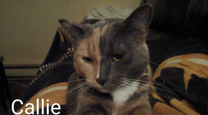 Featured Pet of the Day – ‘Callie’