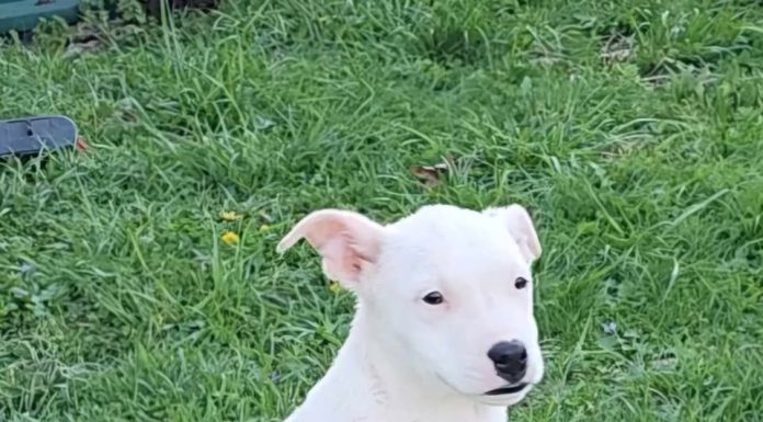 Featured Pet of the Day – ‘Miss Sally’