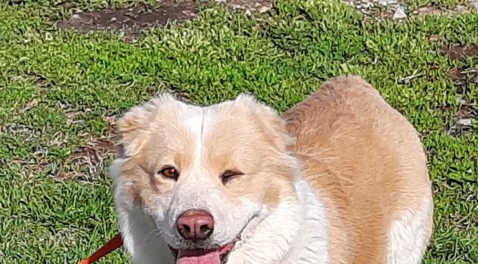 Featured Pet of the Day – ‘Chunk’