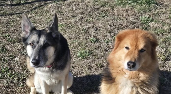 Dose of Goodness (A Day Late): Together Forever – Community Shares Lead to Dream Adoption for Precious and Copper