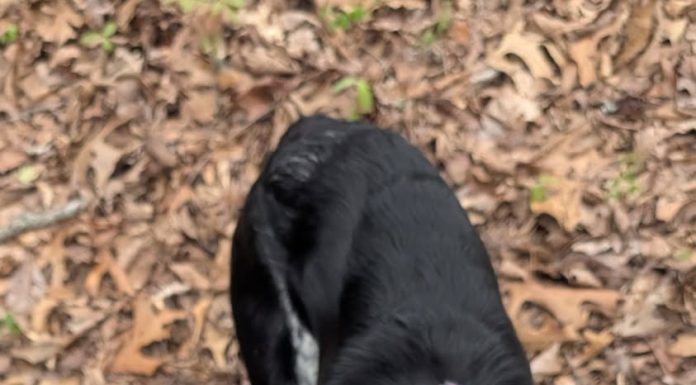 Featured Pet of the Day – ‘Porter’
