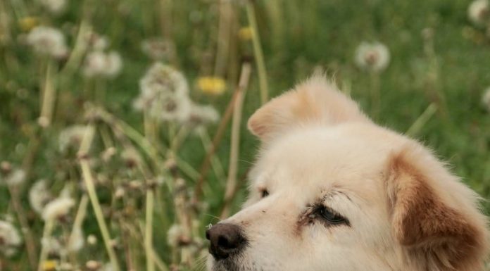 Featured Pet of the Day – ‘Miss Mabel’