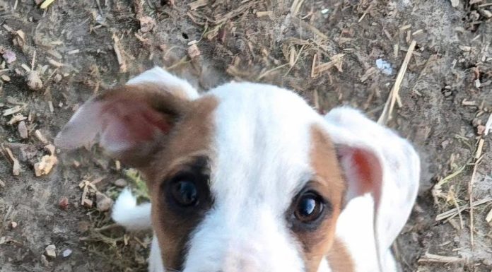 Local Shelters Encourage Adoptions on National Shelter Pet Day – Help Find Our Furry Friends A Home!