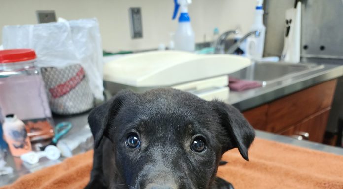 Featured Pet of the Day – ‘Yumi’