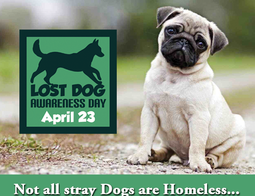 Helping Paws Find Their Way Home: National Lost Dog Awareness Day Highlights Hope and Prevention