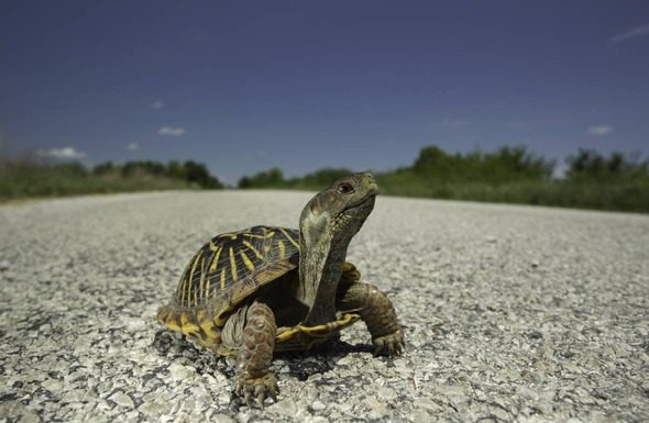 MoDOT Urges Caution for Crossing Turtles