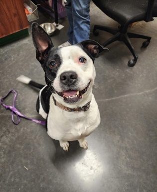 Featured Pet of the Day – ‘Holstein’