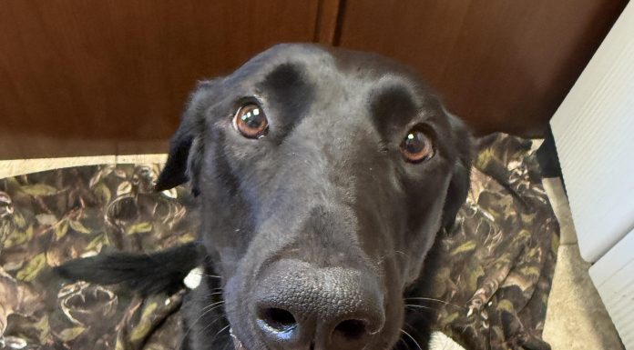 Featured Pet of the Day – ‘Celeste’