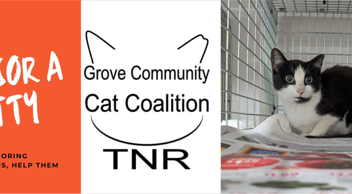 Dose of Goodness: A Voice for the Voiceless: Jordin Vieths and the Grove Community Cat Coalition Are Changing Lives—One Cat at a Time