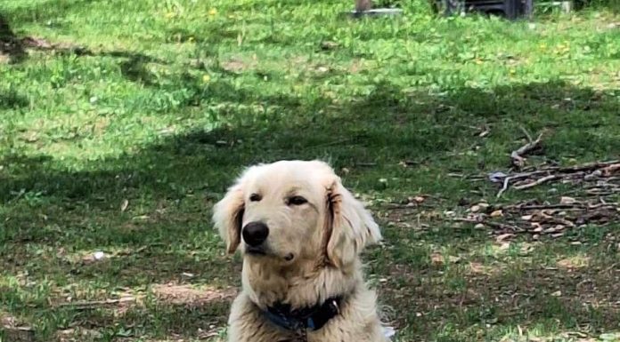 Featured Pet of the Day – Chester