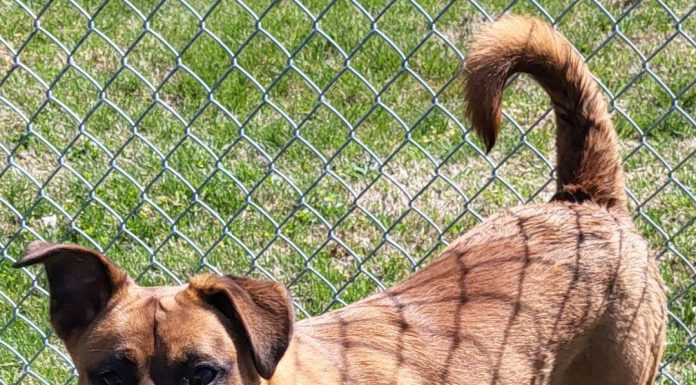 Featured Pet of the Day – ‘Bruno’