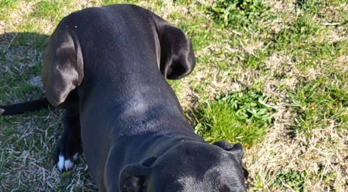 Featured Pet of the Day – ‘Lady’