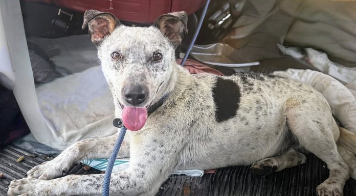 Beaten and Abandoned Dog “Diesel” Found, Charges Pressed, Urgent Foster Needed
