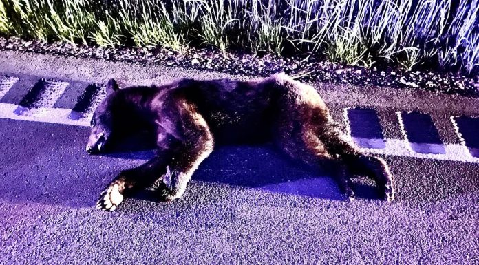 Young Black Bear Killed in Howell County Vehicle Collision: Authorities Urge Caution on Roadways